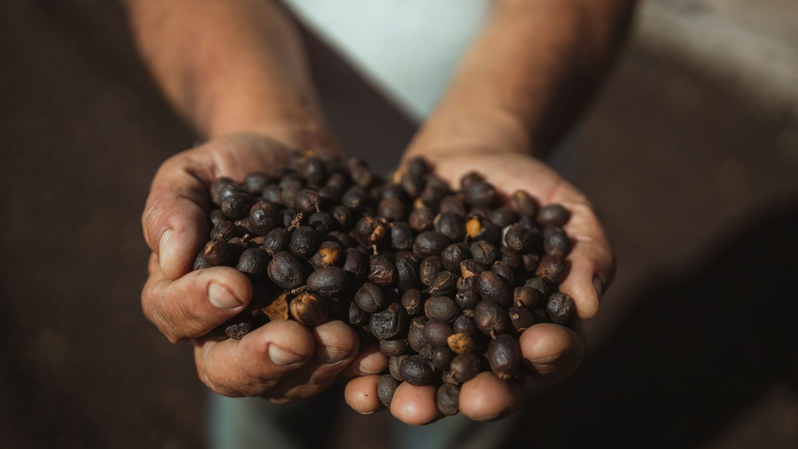 Mãos seguram frutos de café recém-colhidos sob a luz do sol.