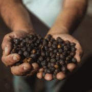 Mãos seguram frutos de café recém-colhidos sob a luz do sol.