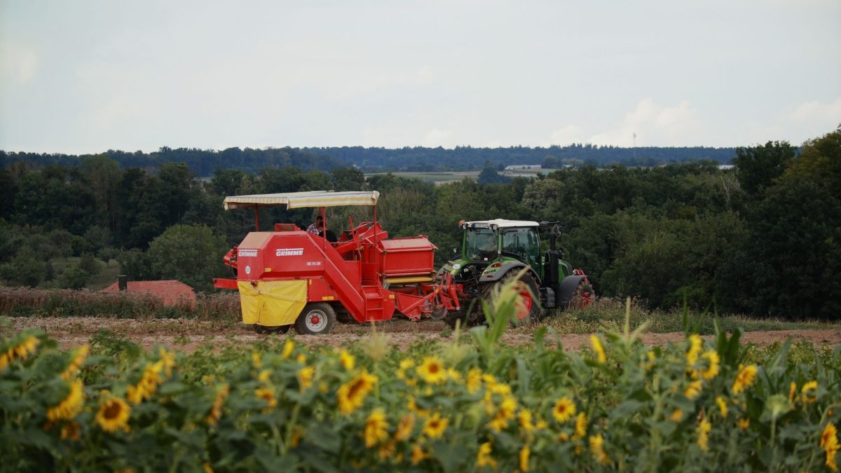 Trator e colheitadeira trabalham em uma plantação de girassóis em dia ensolarado.