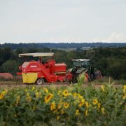 Trator e colheitadeira trabalham em uma plantação de girassóis em dia ensolarado.