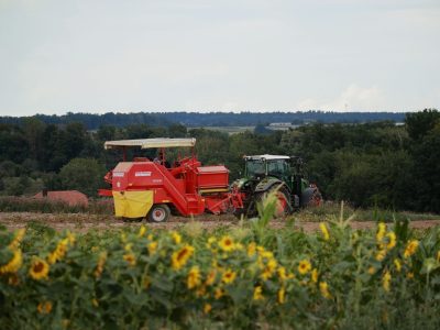 Trator e colheitadeira trabalham em uma plantação de girassóis em dia ensolarado.