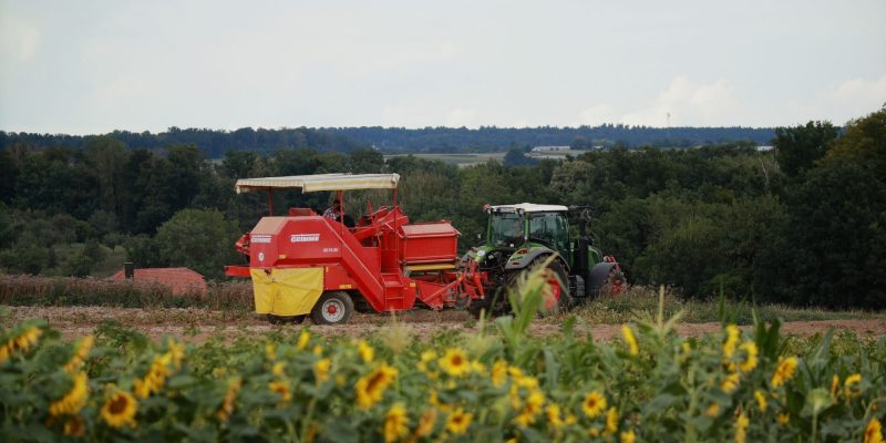 Trator e colheitadeira trabalham em uma plantação de girassóis em dia ensolarado.