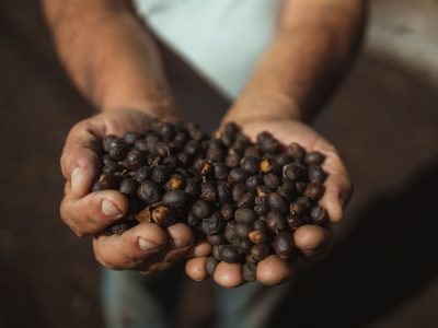 Mãos seguram frutos de café recém-colhidos sob a luz do sol.