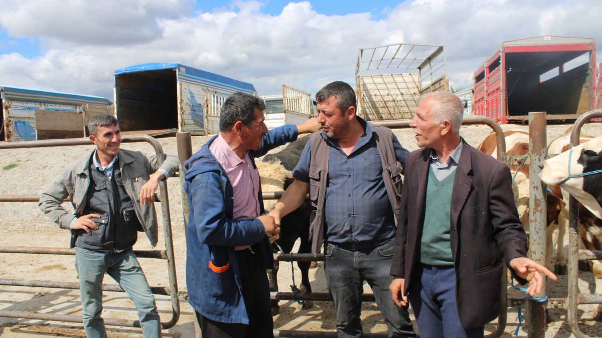 Agricultores negociam em um mercado de gado, com animais e cercas metálicas ao fundo.