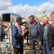 Agricultores negociam em um mercado de gado, com animais e cercas metálicas ao fundo.