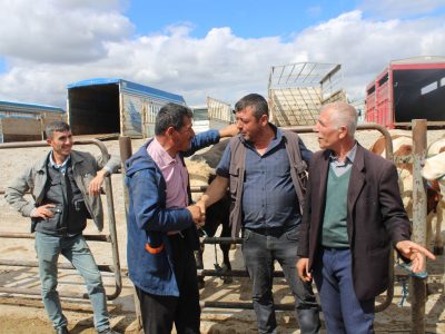 Agricultores negociam em um mercado de gado, com animais e cercas metálicas ao fundo.