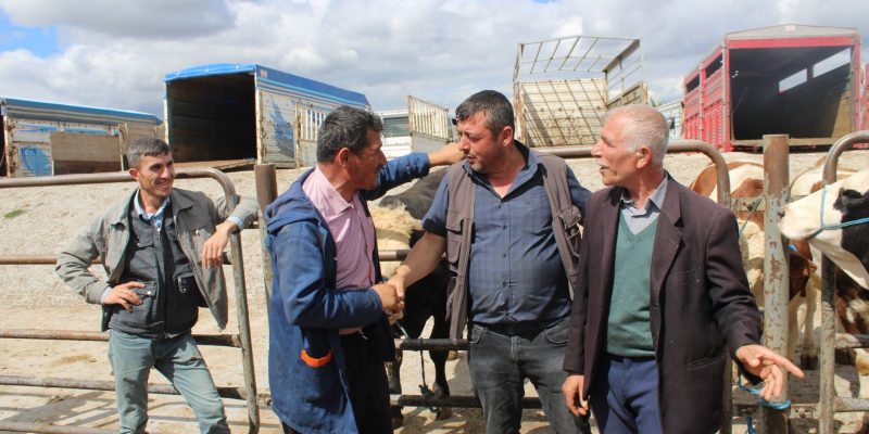 Agricultores negociam em um mercado de gado, com animais e cercas metálicas ao fundo.