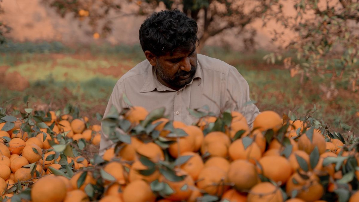 Agricultor colhe laranjas em um pomar ensolarado.