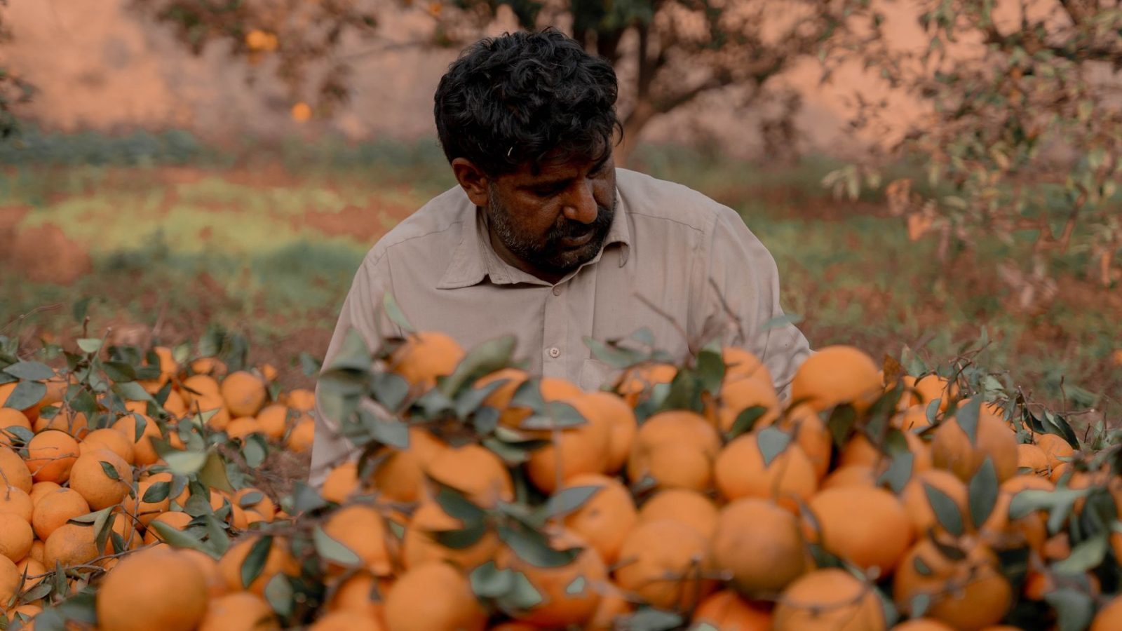 Agricultor colhe laranjas em um pomar ensolarado.