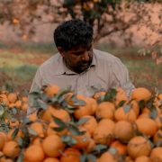 Agricultor colhe laranjas em um pomar ensolarado.