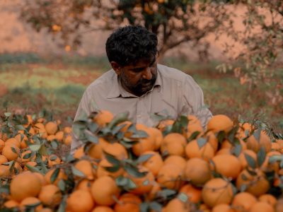 Agricultor colhe laranjas em um pomar ensolarado.