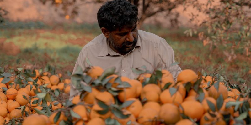 Agricultor colhe laranjas em um pomar ensolarado.