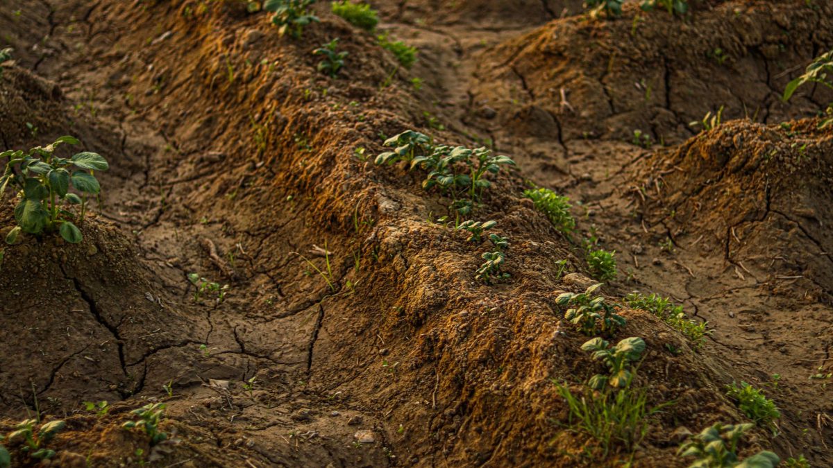 Solo rachado e seco com pequenas plantas brotando em uma área rural.