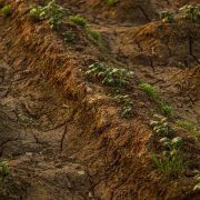 Solo rachado e seco com pequenas plantas brotando em uma área rural.