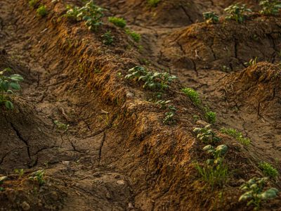 Solo rachado e seco com pequenas plantas brotando em uma área rural.