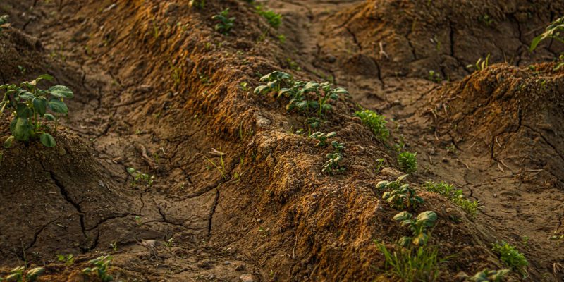 Solo rachado e seco com pequenas plantas brotando em uma área rural.