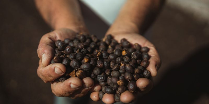 Mãos seguram frutos de café recém-colhidos sob a luz do sol.