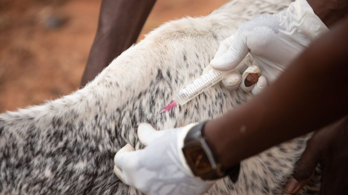 Profissional aplica uma injeção em um bovino malhado em uma área rural.