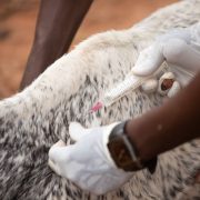 Profissional aplica uma injeção em um bovino malhado em uma área rural.