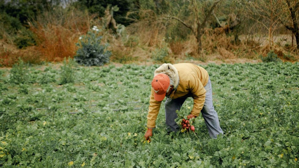 Agricultor colhe hortaliças de raiz em uma plantação verde no campo.