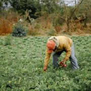 Agricultor colhe hortaliças de raiz em uma plantação verde no campo.