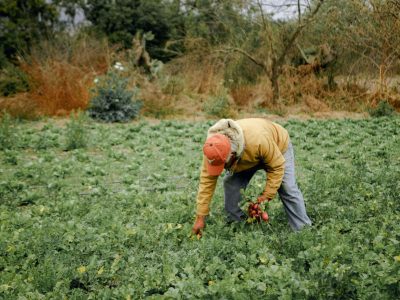 Agricultor colhe hortaliças de raiz em uma plantação verde no campo.