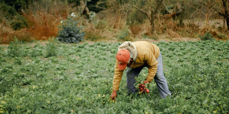Agricultor colhe hortaliças de raiz em uma plantação verde no campo.