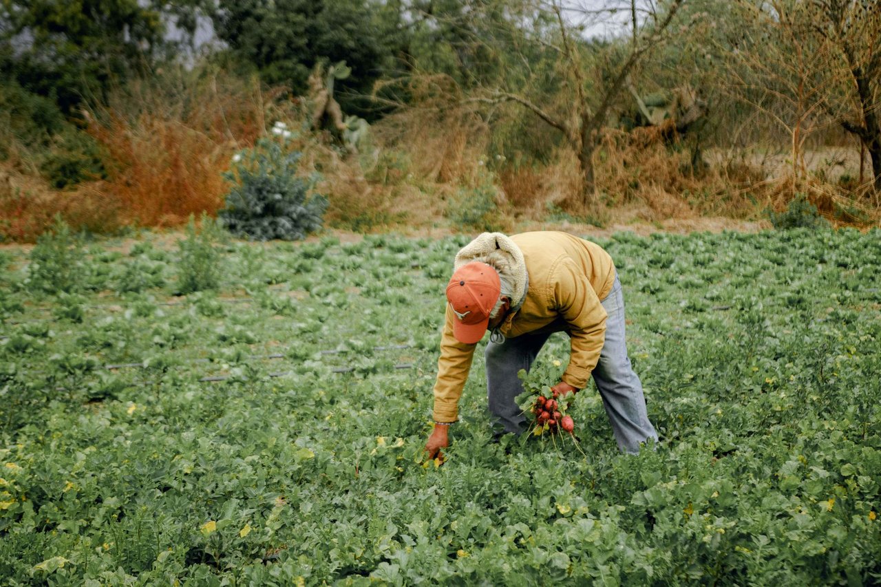 Agricultor colhe hortaliças de raiz em uma plantação verde no campo.