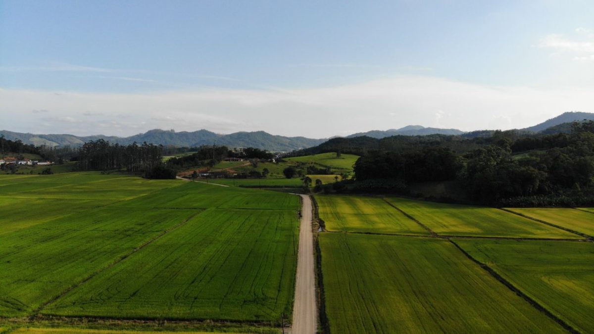 Vista aérea de campos agrícolas verdes e uma estrada de terra em Massaranduba, Santa Catarina.