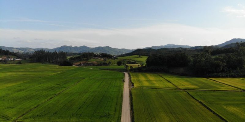 Vista aérea de campos agrícolas verdes e uma estrada de terra em Massaranduba, Santa Catarina.