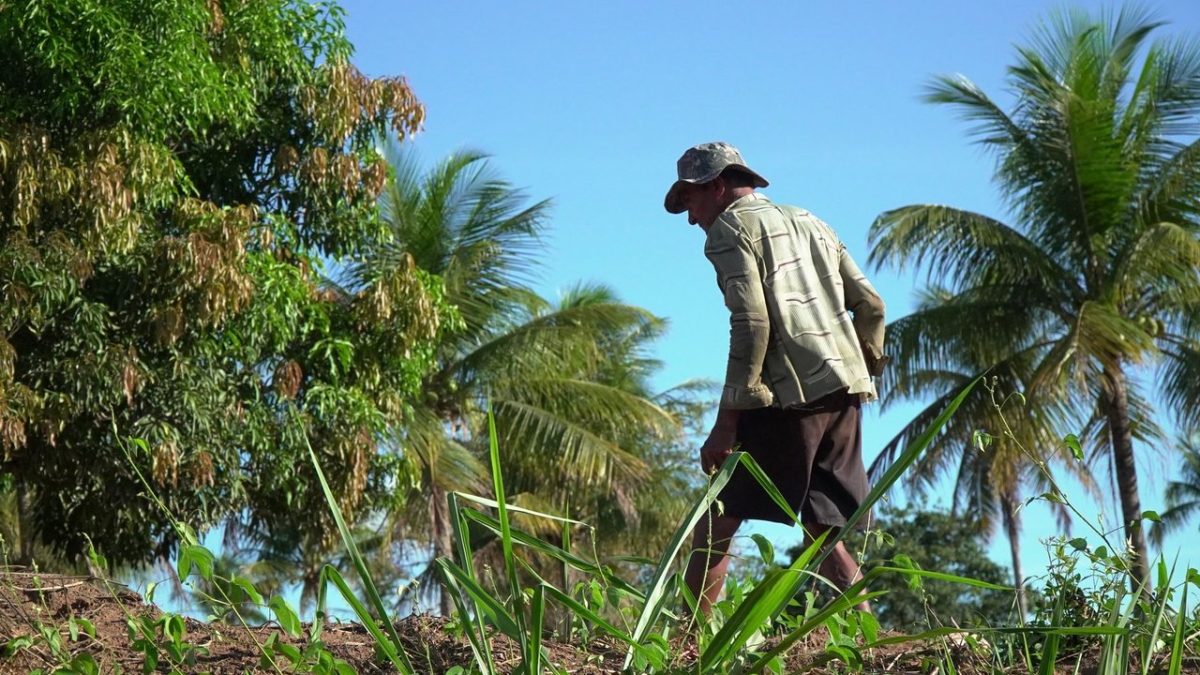Agricultor cuida de uma plantação sob o sol em uma área rural.