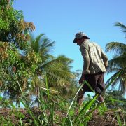 Agricultor cuida de uma plantação sob o sol em uma área rural.