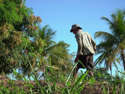 Agricultor cuida de uma plantação sob o sol em uma área rural.