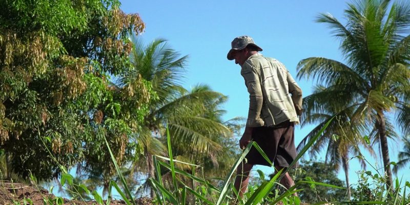Agricultor cuida de uma plantação sob o sol em uma área rural.