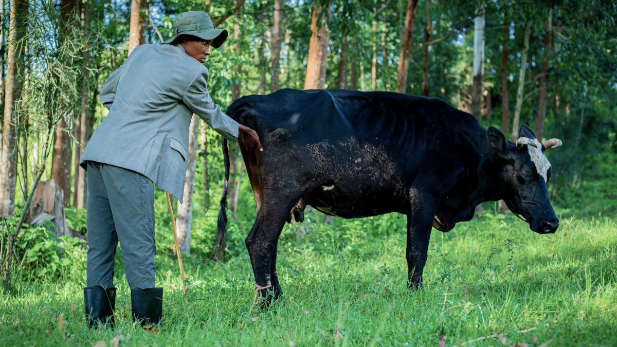Veterinário examina uma vaca preta em uma área rural arborizada.