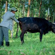 Veterinário examina uma vaca preta em uma área rural arborizada.