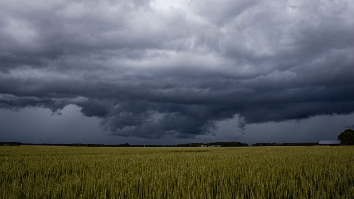 Nuvens escuras de tempestade avançam sobre um extenso campo de trigo em área rural.