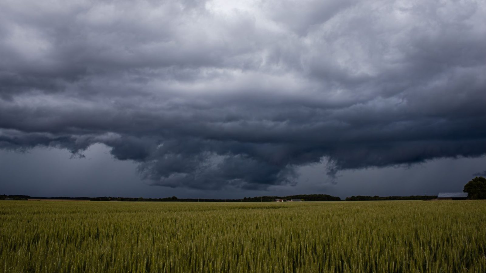 Nuvens escuras de tempestade avançam sobre um extenso campo de trigo em área rural.