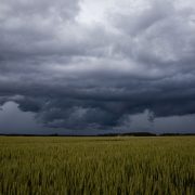 Nuvens escuras de tempestade avançam sobre um extenso campo de trigo em área rural.