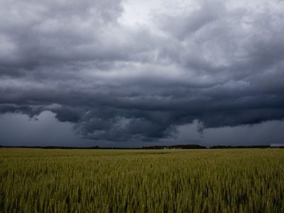 Nuvens escuras de tempestade avançam sobre um extenso campo de trigo em área rural.