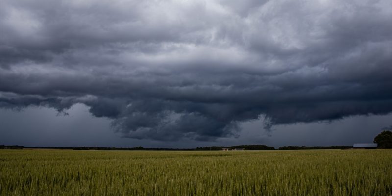 Nuvens escuras de tempestade avançam sobre um extenso campo de trigo em área rural.