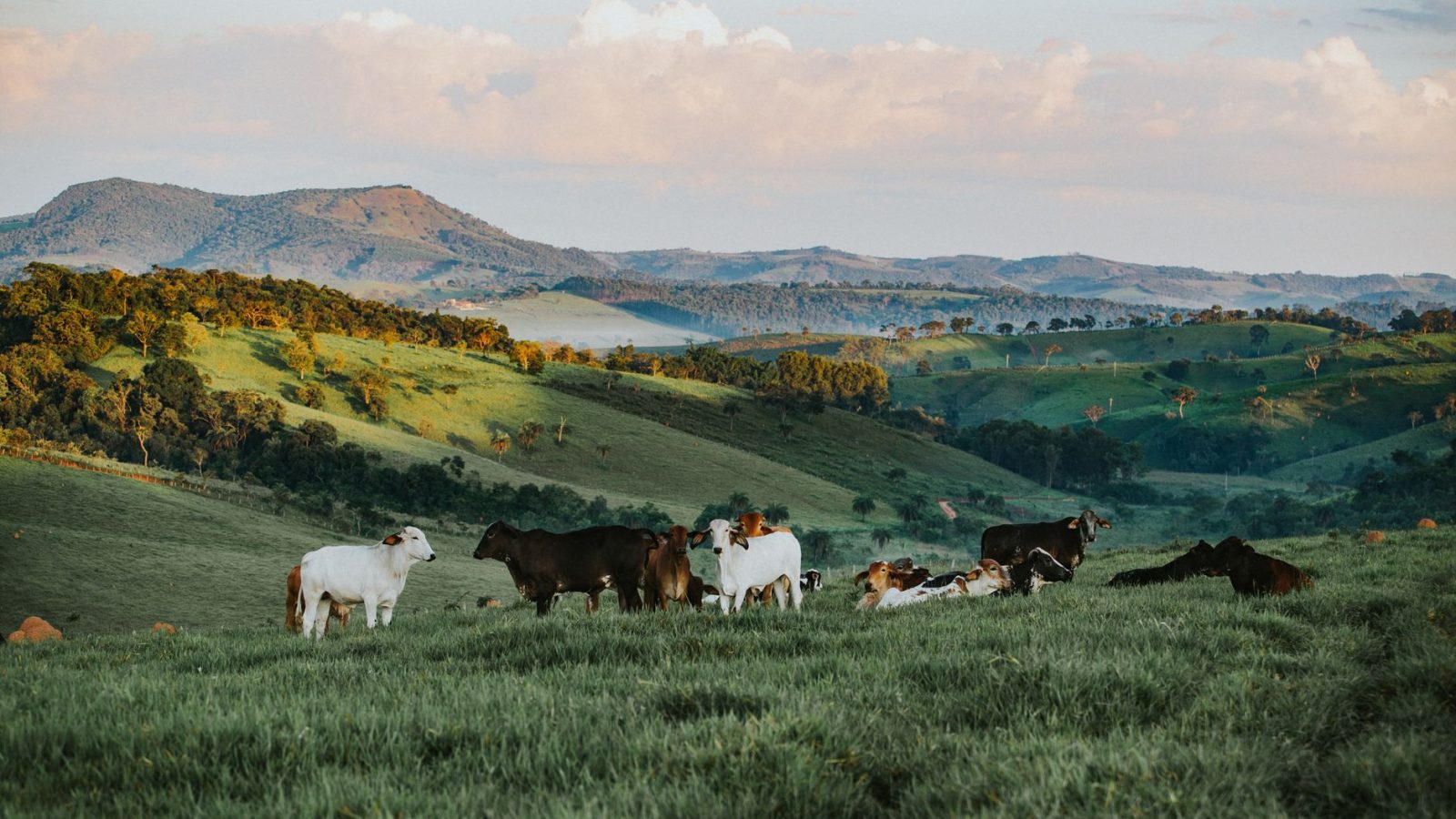 Gado pasta em uma área verde de uma propriedade rural brasileira, com morros ao fundo.