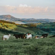 Gado pasta em uma área verde de uma propriedade rural brasileira, com morros ao fundo.