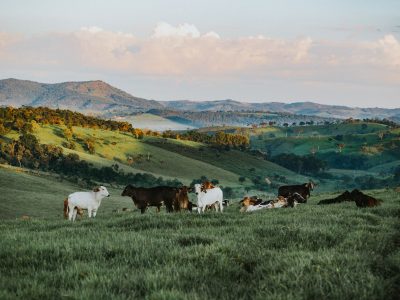 Gado pasta em uma área verde de uma propriedade rural brasileira, com morros ao fundo.