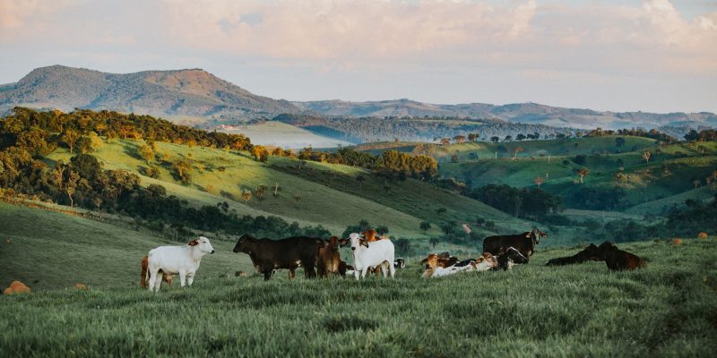 Gado pasta em uma área verde de uma propriedade rural brasileira, com morros ao fundo.