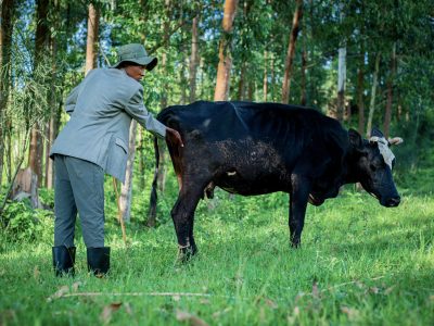 Veterinário examina uma vaca preta em uma área rural arborizada.
