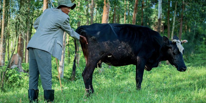 Veterinário examina uma vaca preta em uma área rural arborizada.